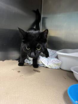 Shadow Dancer (TAS) -  Domestic Short Hair Cat for Adoption in Trenton, New Jersey - Shadow Dancer (TAS) | PetCurious