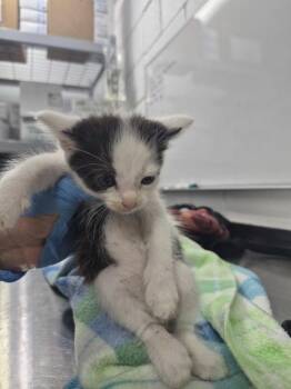 Cobweb -  Domestic Short Hair Cat for Adoption in Morristown, Tennessee - Cobweb | PetCurious