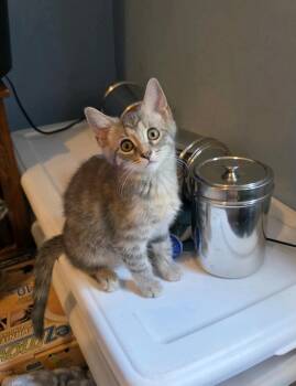 Bitsy -  Domestic Short Hair and Tabby Cat for Adoption - Bitsy | PetCurious