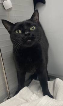 Rescue Domestic Short Hair Cats for Adoption in Angola, Indiana - Quasimodo | PetCurious