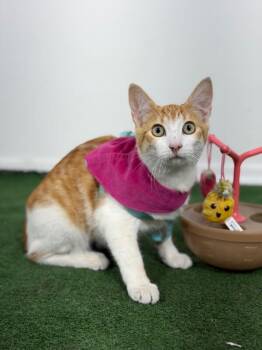 American Shorthair and Turkish Van Cats Available for Adoption in Carlsbad, California - Ruby | PetCurious