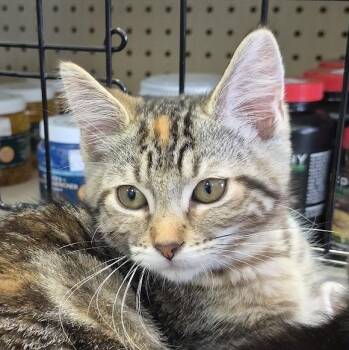 Ruby -  Domestic Short Hair Cat for Adoption in Eugene, Oregon - Ruby | PetCurious