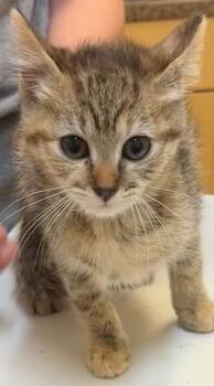 Domestic Short Hair Cats Available for Adoption - KINLEY | PetCurious