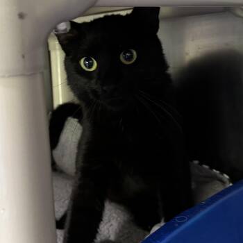 Wisteria -  Domestic Short Hair Cat for Adoption in Honesdale, Pennsylvania - Wisteria | PetCurious