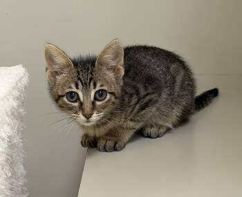 Stuart Little -  Domestic Short Hair Cat for Adoption in Kerrville, Texas - Stuart Little | PetCurious