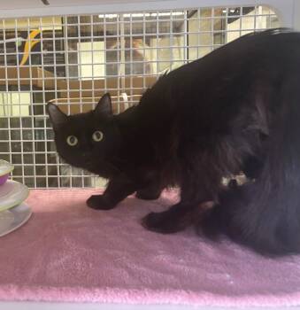 Rescue Domestic Medium Hair Cats for Adoption in Gorham, Maine - Wednesday | PetCurious