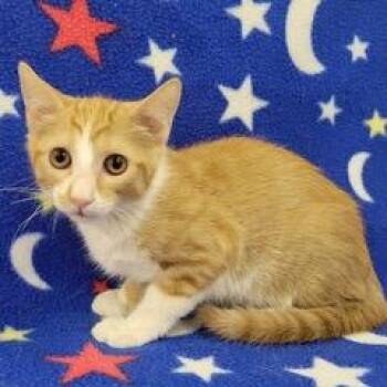 Sparkler -  Tabby Cat for Adoption in Green Valley, Arizona - Sparkler | PetCurious
