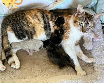 Bella -  Domestic Short Hair Cat for Adoption in Castro Valley, California - Bella | PetCurious