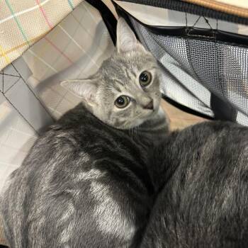 Hola -  Domestic Short Hair Cat for Adoption in Greensboro, North Carolina - Hola | PetCurious