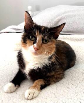 Acadia -  Domestic Short Hair Cat for Adoption in Cumberland, Maine - Acadia | PetCurious