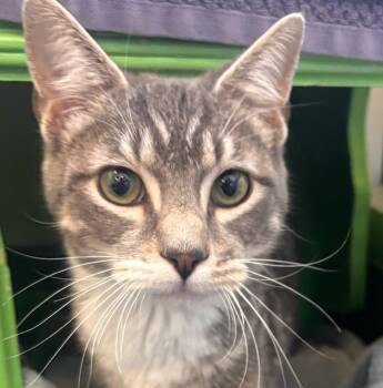Domestic Short Hair and Tabby Cats Available for Adoption in Burlingame, California - Bubbalou | PetCurious