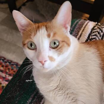 Fiddy -  Domestic Short Hair Cat for Adoption in Las Vegas, Nevada - Fiddy | PetCurious