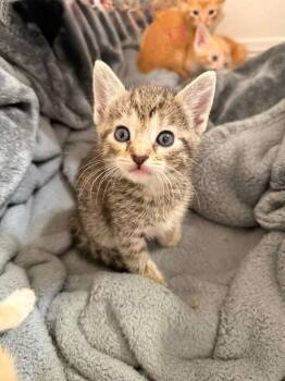 Stella -  Domestic Short Hair Cat for Adoption in Town 