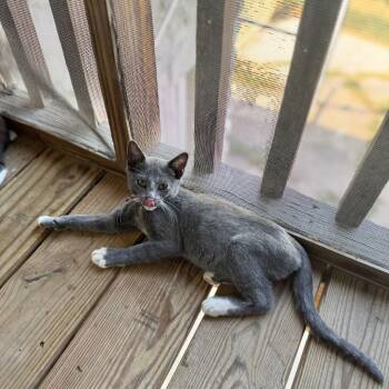 Rescue Domestic Short Hair Cats for Adoption in Brownsboro, Alabama - Mercury | PetCurious