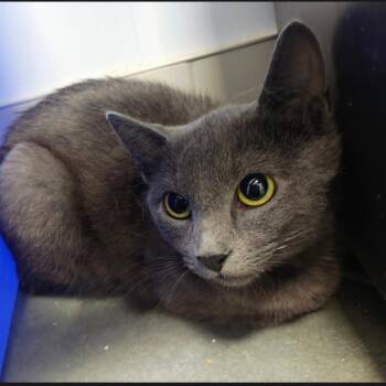 Bobette -  Domestic Short Hair Cat for Adoption in Bentonville, Arkansas - Bobette | PetCurious