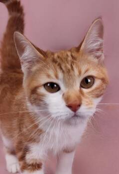 Domestic Short Hair Cats Available for Adoption in Pasadena, California - ESTHER | PetCurious