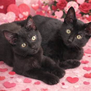Bombay Cats Available for Adoption - Raven And Willow | PetCurious
