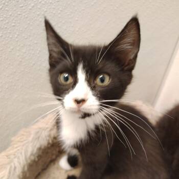 Moo Shu -  Domestic Short Hair Cat for Adoption in Indiana, Pennsylvania - Moo Shu | PetCurious