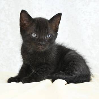 Domestic Short Hair Cats Available for Adoption in Mobile, Alabama - Leo | PetCurious