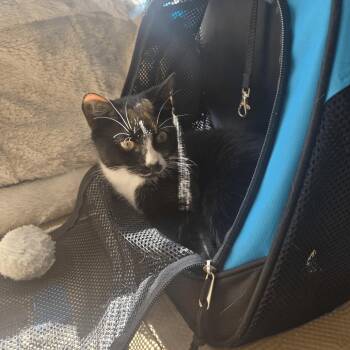 Domestic Short Hair Cats Available for Adoption - Phoebe | PetCurious