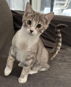 Pretzel -The Chatty Little Shadow -  Domestic Short Hair Cat for Adoption in Prescott, Arizona - Pretzel -The Chatty Little Shadow | PetCurious