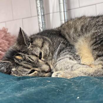 Meow Meow 2025 -  Domestic Short Hair Cat for Adoption - Meow Meow 2025 | PetCurious
