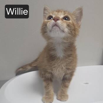 Willie -  Domestic Short Hair Cat for Adoption in Snow Hill, North Carolina - Willie | PetCurious