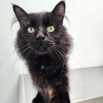 Cobra -  Domestic Medium Hair Cat for Adoption in Clavet, Saskatchewan - Cobra | PetCurious
