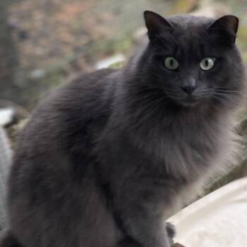 Domestic Long Hair Cats Available for Adoption in Stanwood, Washington - Dove | PetCurious