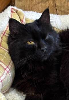 Gracie -  Domestic Long Hair Cat for Adoption in Mesa, Arizona - Gracie | PetCurious