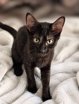Black Beauty -  Domestic Short Hair Cat for Adoption in Colorado Springs, Colorado - Black Beauty | PetCurious