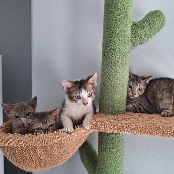 Zelda Houston -  Domestic Short Hair Cat for Adoption in Denver, Colorado - Zelda Houston | PetCurious