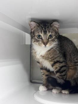 Domestic Short Hair Cats Available for Adoption in Saint Paul, Minnesota - Omgee | PetCurious