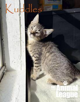 Rescue Domestic Short Hair Cats for Adoption in Groveland, Florida - Kuddles | PetCurious