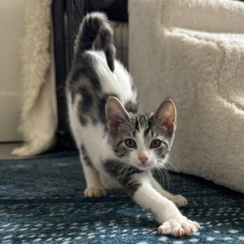 Rumi -  Domestic Short Hair Cat for Adoption in San Diego, California - Rumi | PetCurious