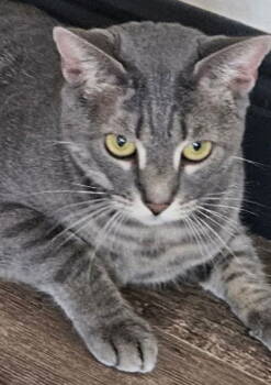 Rescue American Shorthair Cats for Adoption in Oakland Park, Florida - DAISY | PetCurious