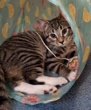Zeke -  Domestic Short Hair Cat for Adoption in Hampton, Virginia - Zeke | PetCurious