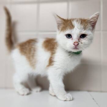 Domestic Short Hair Cats Available for Adoption in Dixon, Illinois - Carmalo | PetCurious