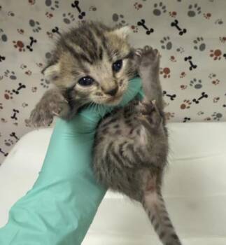 PRINCESS PEA -  Domestic Short Hair Cat for Adoption in Riverside, California - PRINCESS PEA | PetCurious