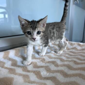 Lila -  Domestic Short Hair Cat Available for Adoption - Lila | PetCurious
