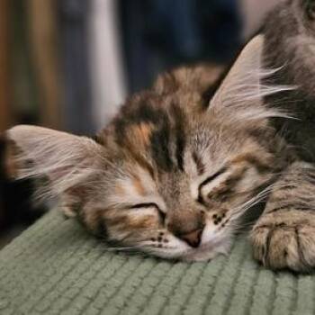 Cashmere -  Domestic Medium Hair Cat for Adoption in Liverpool, Texas - Cashmere | PetCurious