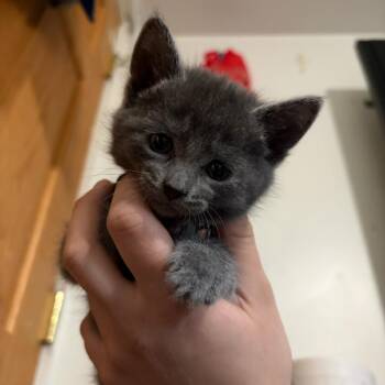 Bonnie C11266 -  Domestic Short Hair Cat for Adoption - Bonnie C11266 | PetCurious