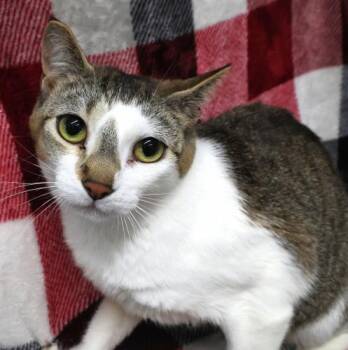 Manx Cats Available for Adoption in Thief River Falls, Minnesota - Evee | PetCurious