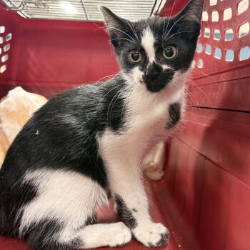 MooMoo -  Domestic Short Hair Cat for Adoption in Newark, New Jersey - MooMoo | PetCurious