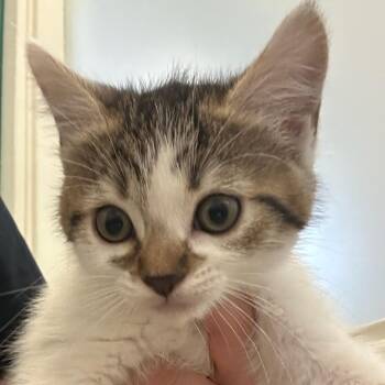 Domestic Short Hair Cats Available for Adoption in Goleta, California - Recycle | PetCurious