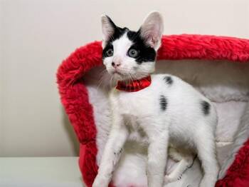 CHARLOTTE -  Domestic Short Hair Cat for Adoption in Fort Lauderdale, Florida - CHARLOTTE | PetCurious