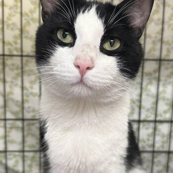 Domestic Short Hair Cats Available for Adoption in Clifton, New Jersey - Dakota  | PetCurious
