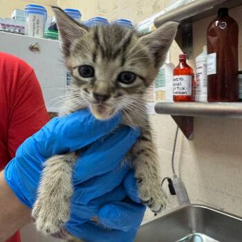 Ube -  Domestic Short Hair Cat for Adoption in Birmingham, Alabama - Ube | PetCurious
