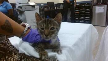 JOE -  Domestic Short Hair Cat for Adoption in Doral, Florida - JOE | PetCurious