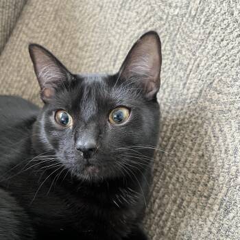 Rescue Domestic Short Hair Cats for Adoption in Anchorage, Alaska - Coolio | PetCurious